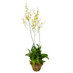 Load image into Gallery viewer, Oncidium Golden Shower