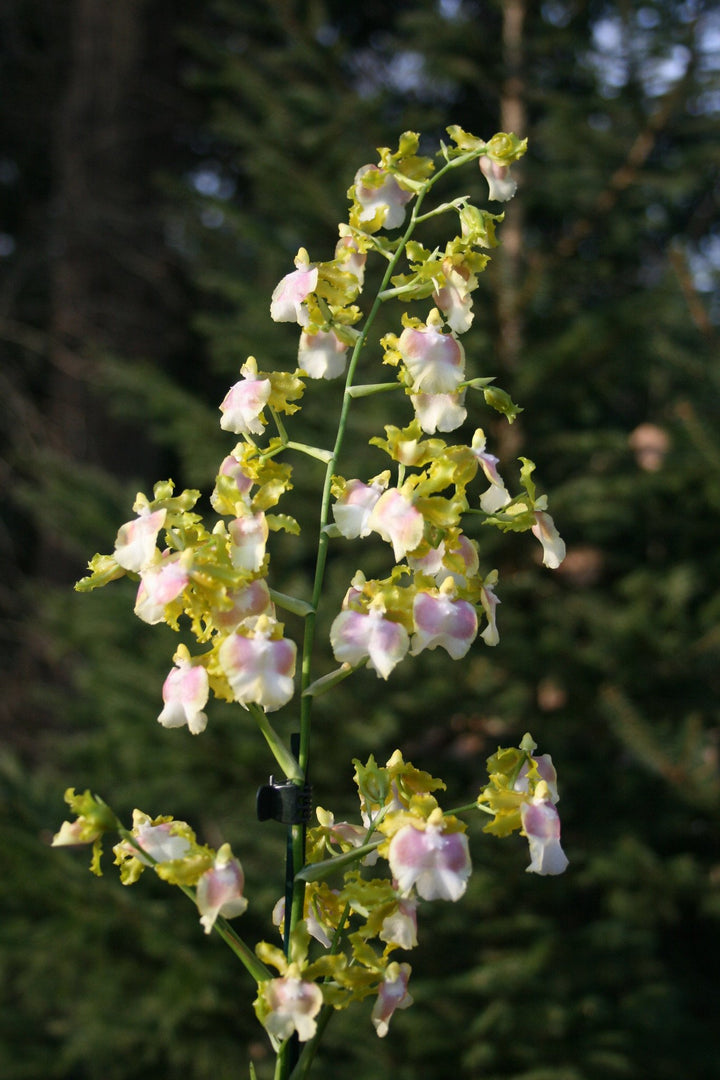 Oncidium Pupukea