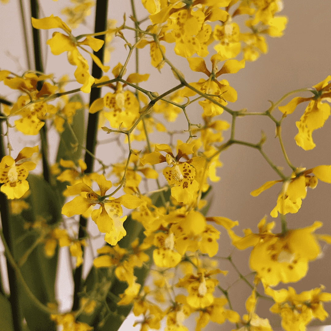 Oncidium divaricatum syn. robustissimum