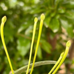 Neofinetia falcata 'Ononokomachi' 小野小町