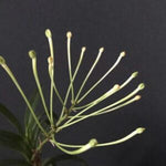 Load image into Gallery viewer, Neofinetia falcata 'Ononokomachi' 小野小町