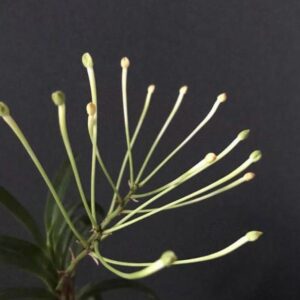 Neofinetia falcata 'Ononokomachi' 小野小町