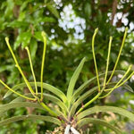 Load image into Gallery viewer, Neofinetia falcata 'Ononokomachi' 小野小町