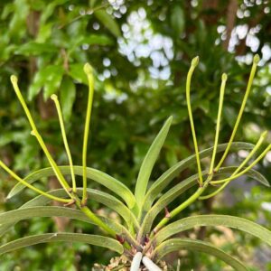 Neofinetia falcata 'Ononokomachi' 小野小町