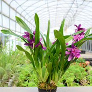 Miltonia Honolulu 'Warne's Best'