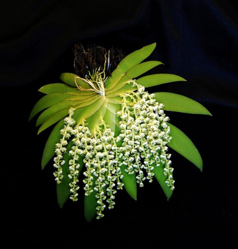 Ornithocephalus gladiatus var. bonplandii