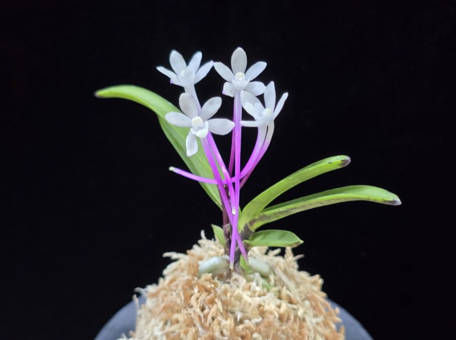 Neofinetia falcata 'Oushukuume' 앵숙매 鶯宿梅