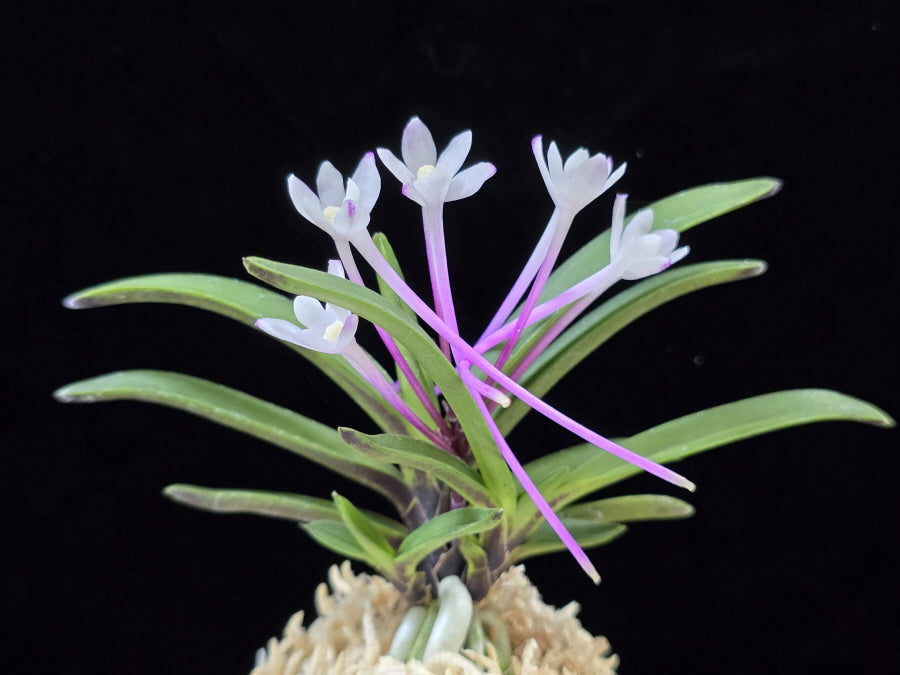 Neofinetia falcata 'Oushukuume' 앵숙매 鶯宿梅