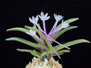 Neofinetia falcata 'Oushukuume' 앵숙매 鶯宿梅