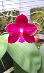 Carica l&#39;immagine nel visualizzatore Galleria, Phalaenopsis (Buena Jewel x Coral Isles) x P. violacea (Dark red)
