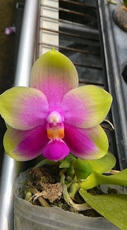Phalaenopsis (P. Be Tris x P. bellina) x P. Joy Canary 'Orange'