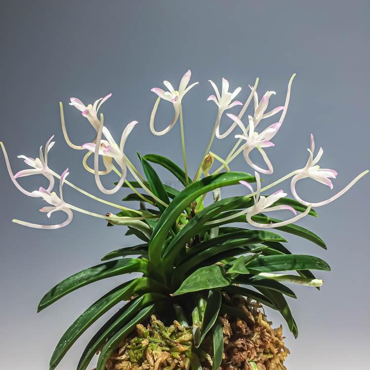 Neofinetia falcata 'Kutsuwamushi' 轡虫
