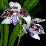 Carica l'immagine nel visualizzatore Galleria, Pabstia jugosa