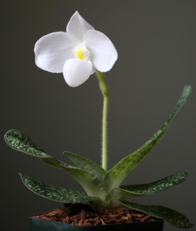 Paphiopedilum delenatii var. alba x self