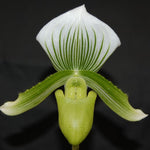 Carica l'immagine nel visualizzatore Galleria, Paphiopedilum Clair de Lune 'Edgard van Belle'