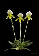 Carica l'immagine nel visualizzatore Galleria, Paphiopedilum Clair de Lune 'Edgard van Belle'