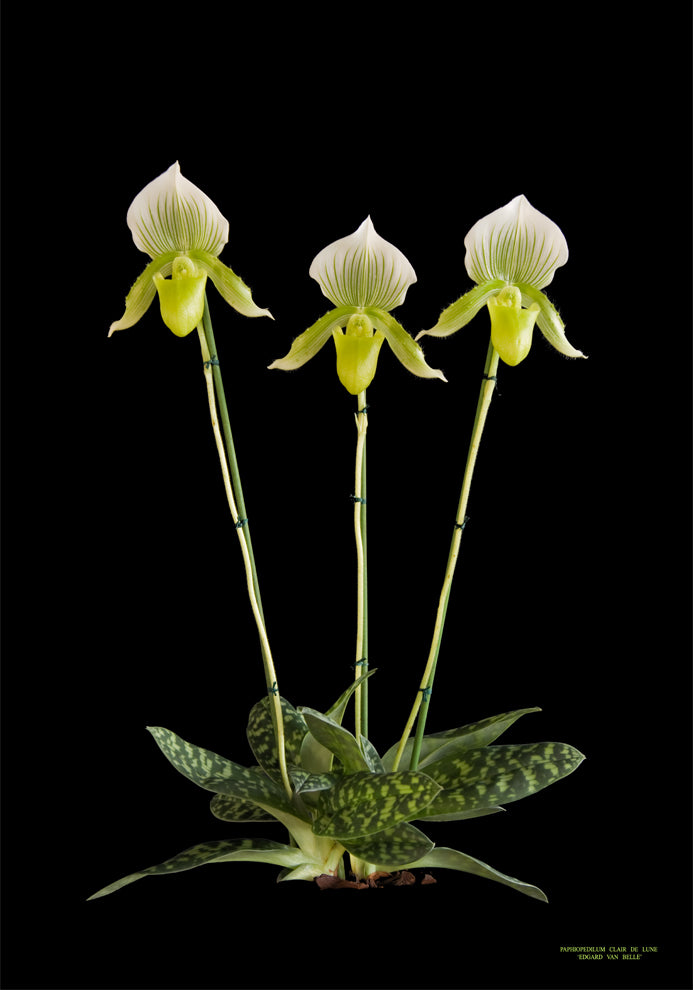 Paphiopedilum Clair de Lune 'Edgard van Belle'