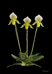 Paphiopedilum Clair de Lune 'Edgard van Belle'