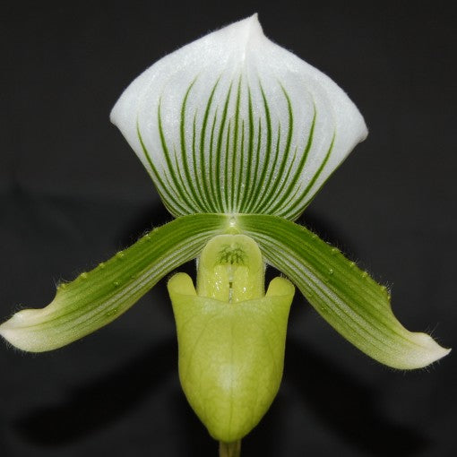 Paphiopedilum Clair de Lune 'Edgard van Belle'
