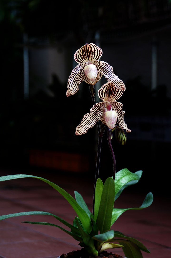 Paphiopedilum Daisy Barclay (rothschildianum x godefroyae)