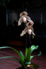 Paphiopedilum Daisy Barclay (rothschildianum x godefroyae)