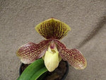 Carica l'immagine nel visualizzatore Galleria, Paphiopedilum Demmel's Faszination x Gofegroyae