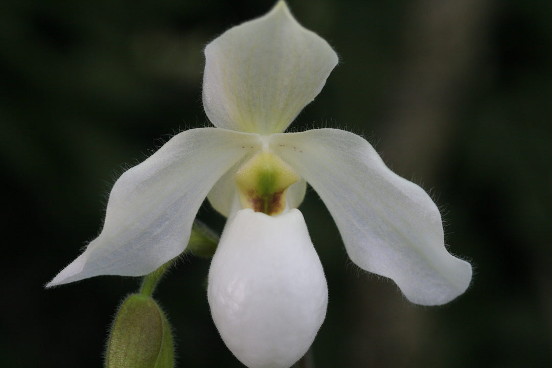 Paphiopedilum Deperle (Paphiopedilum primulinum × Paphiopedilum delenatii)