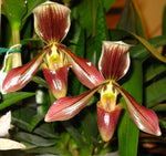 Carica l'immagine nel visualizzatore Galleria, Paphiopedilum harrisianum (barbatum x villosum)
