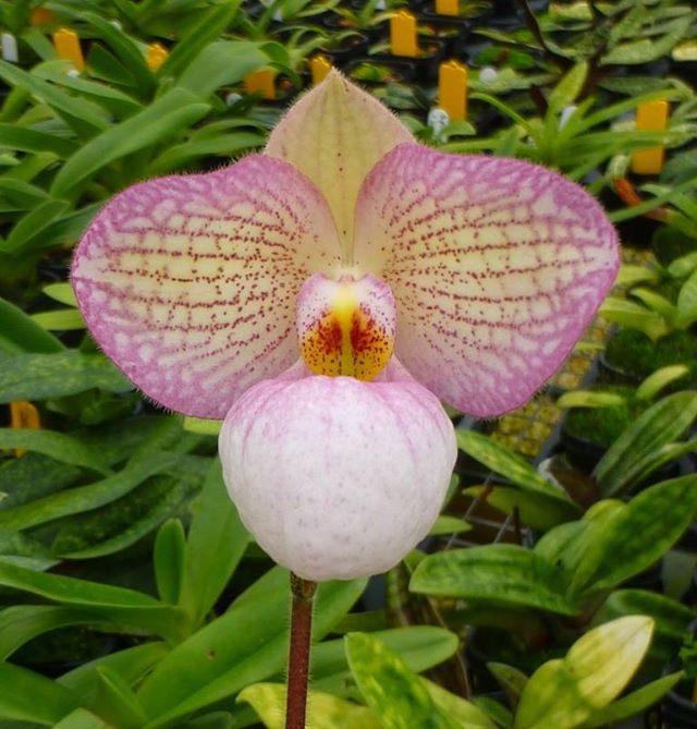 Paphiopedilum Magic Lantern (delenatii alba x micranthum)