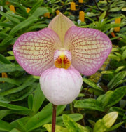 Paphiopedilum Magic Lantern (delenatii alba x micranthum)