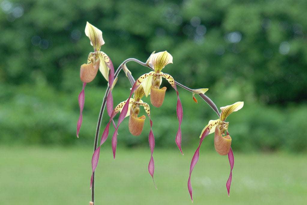 Paphiopedilum Berenice (lowii x philippinense)