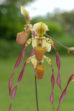 Carica l'immagine nel visualizzatore Galleria, Paphiopedilum Berenice (lowii x philippinense)