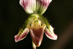 Load image into Gallery viewer, Paphiopedilum callosum