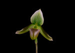 Carica l'immagine nel visualizzatore Galleria, Paphiopedilum potentianum