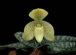 Carica l'immagine nel visualizzatore Galleria, Paphiopedilum concolor x self