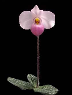 Paphiopedilum delenatii x self