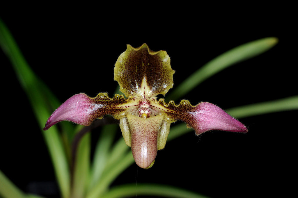 Paphiopedilum esquirolei (syn. hirsutissimum)