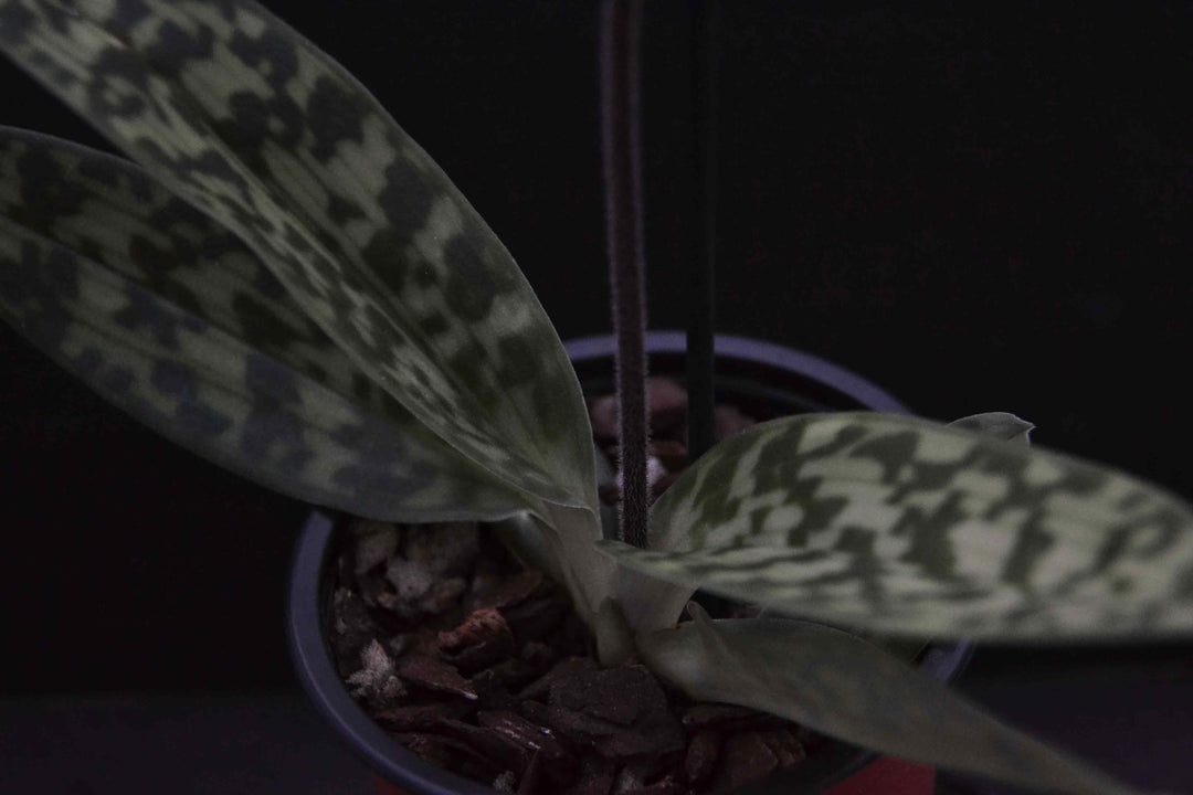 Paphiopedilum sukhakulii x self