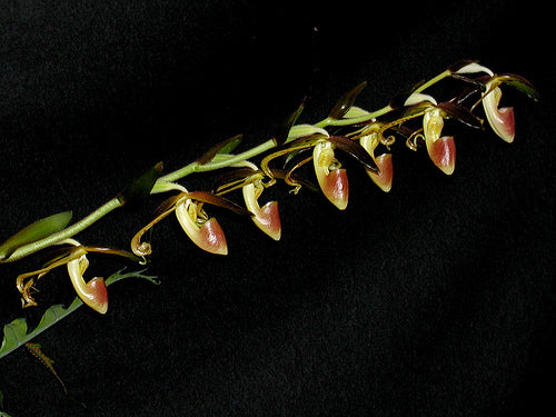 Paphiopedilum gigantifolium x self