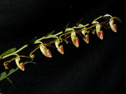 Paphiopedilum gigantifolium x self