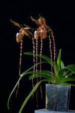 Carica l'immagine nel visualizzatore Galleria, Paphiopedilum Kemp Tower