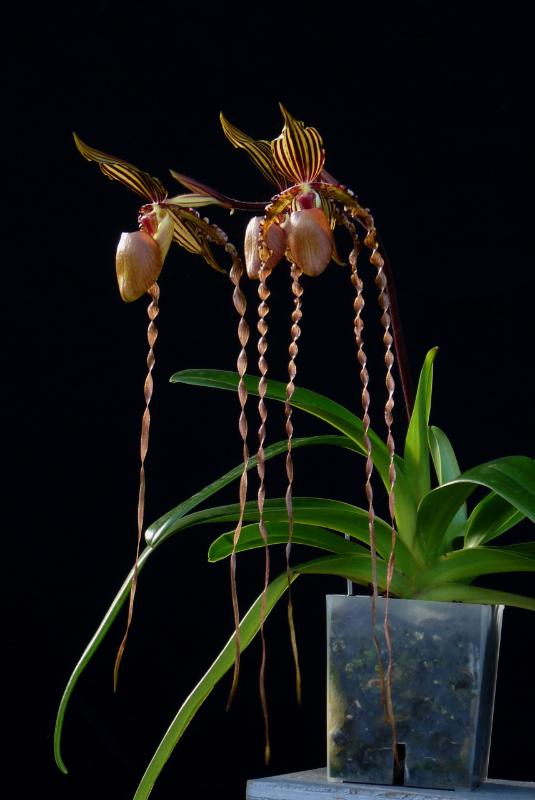 Paphiopedilum Kemp Tower