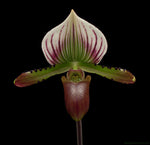 Carica l'immagine nel visualizzatore Galleria, Paphiopedilum lawrenceanum