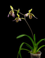 Carica l'immagine nel visualizzatore Galleria, Paphiopedilum lowii var. richardianum