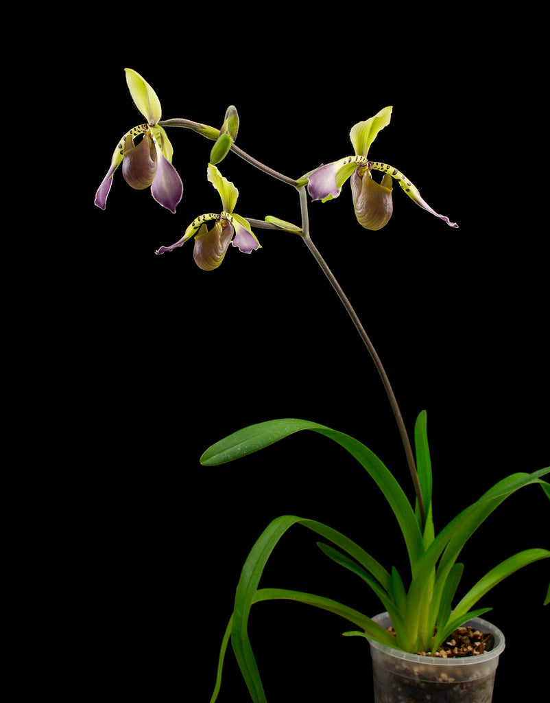 Paphiopedilum lowii var. richardianum