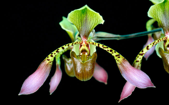 Paphiopedilum lowii var. richardianum
