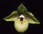 Carica l'immagine nel visualizzatore Galleria, Paphiopedilum malipoense x self