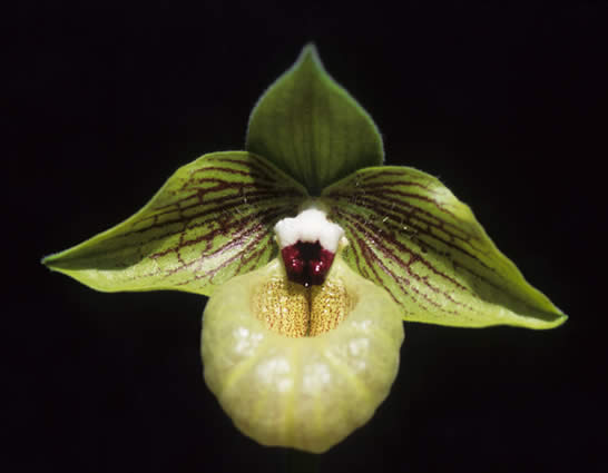Paphiopedilum malipoense x self