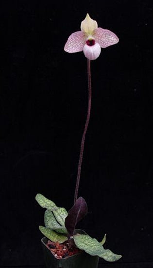 Paphiopedilum malipoense x delenatii