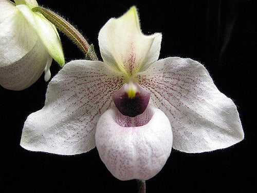 Paphiopedilum malipoense x delenatii